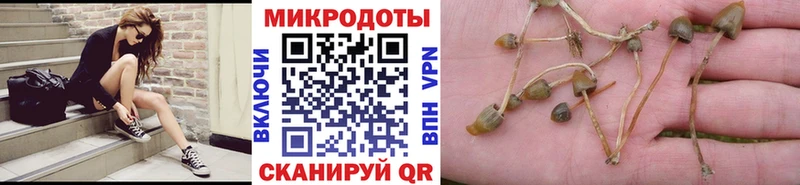 Псилоцибиновые грибы Psilocybe Приволжск